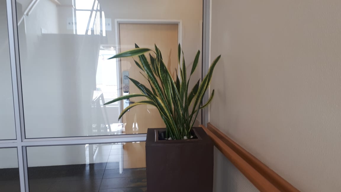 CONMARGROUP's tweet photo. Check out these stunning #IndoorPlants we proudly nurture for @CityLodgeHotels #RoadLodgeUmhlangaRidge. Contact us for your indoor plants installation or maintenance...info@conmargroup.co.za https://t.co/rHHgOU0lI8
