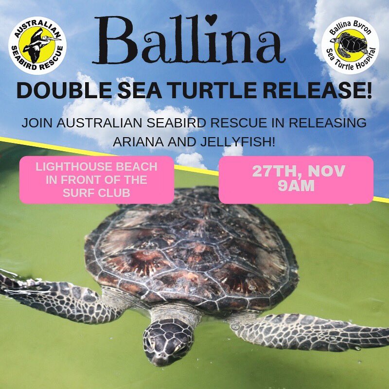 seabirdrescue's tweet photo. Woooo! Join us on Tuesday next week to release 2 of our green sea turtles back into the wild 💙
See you there 🐢🐢
#australia #australianseabirdrescue #ballina #byronbay #lennoxhead #turtle #seaturtle #greenseaturtle #oceanlover #rehab #rescue #turtlenerd https://t.co/xt7to8RytK
