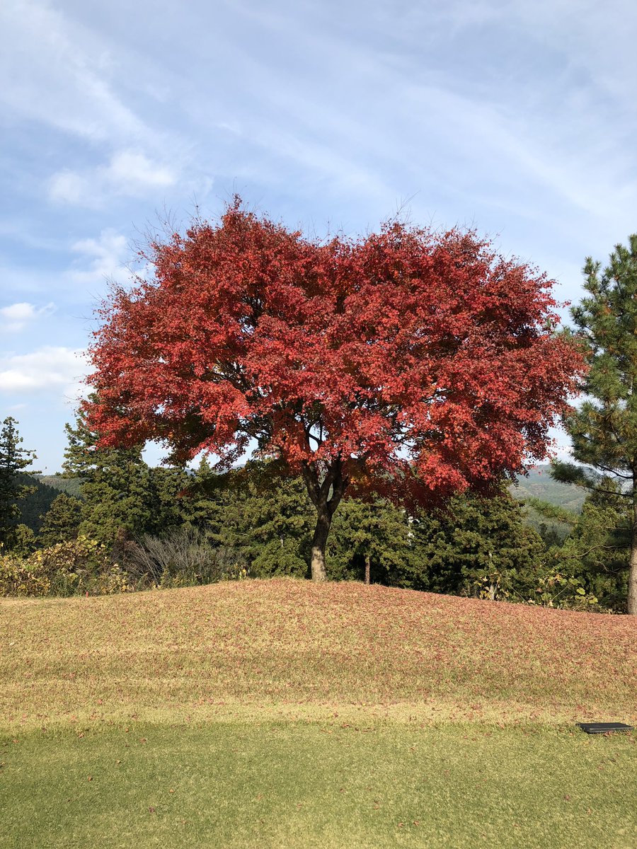 bigzou's tweet photo. 紅葉🍁モミジ🍁もみじ🍁
#紅葉 #もみじ #モミジ #紅葉狩り https://t.co/PnkwX6rqUm