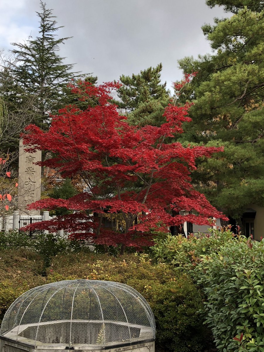 bigzou's tweet photo. 紅葉🍁モミジ🍁もみじ🍁
#紅葉 #もみじ #モミジ #紅葉狩り https://t.co/PnkwX6rqUm