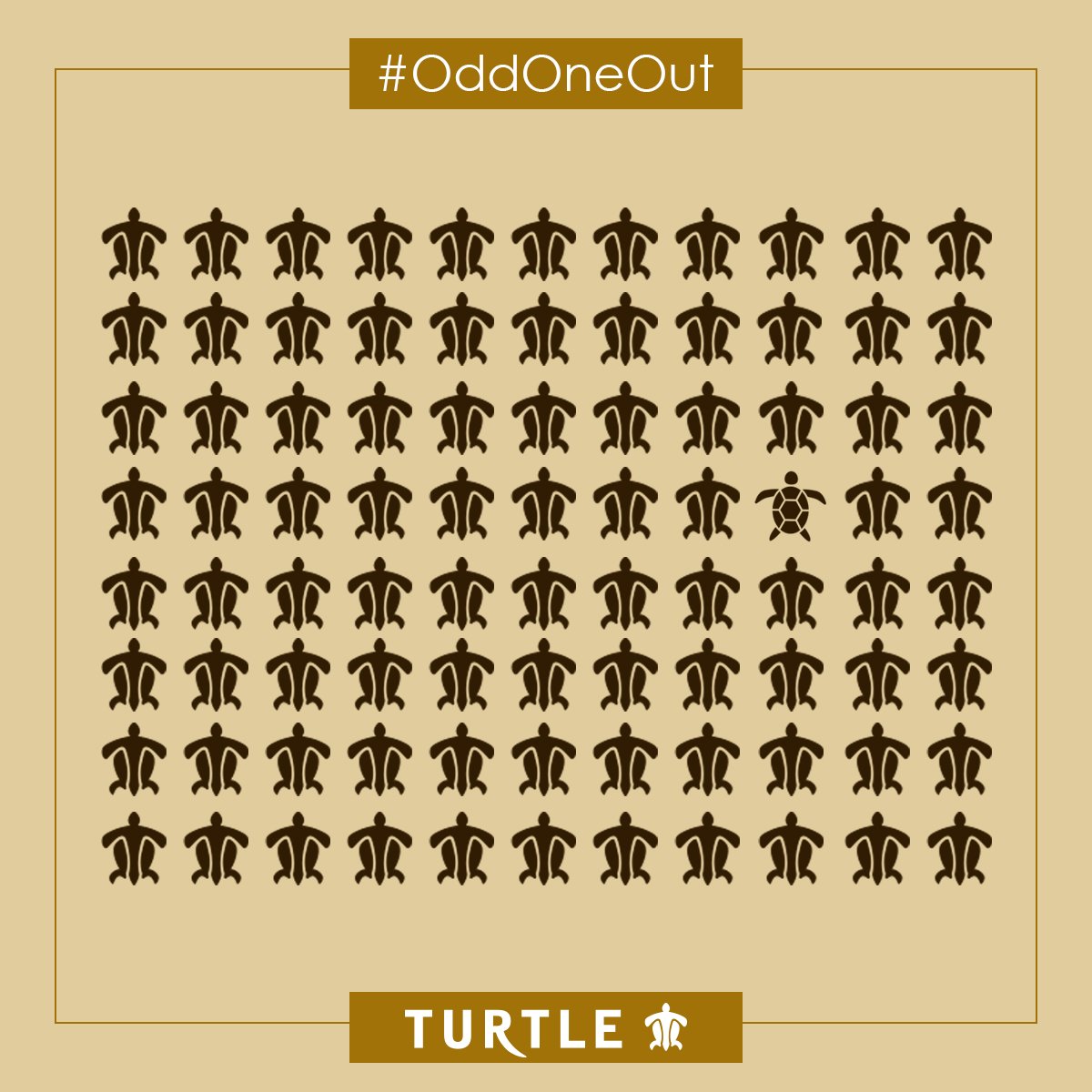 turtleonlinein's tweet photo. Be quick and pick the odd one out from the bunch. Explore our latest collection online https://t.co/6xFHEbwUvh #OddOneOut #Turtle #WhyTurtle #WhyNotTurtle #MensFashion #Contest #ContestAlert @turtleonline_in https://t.co/OAEun8uLsj
