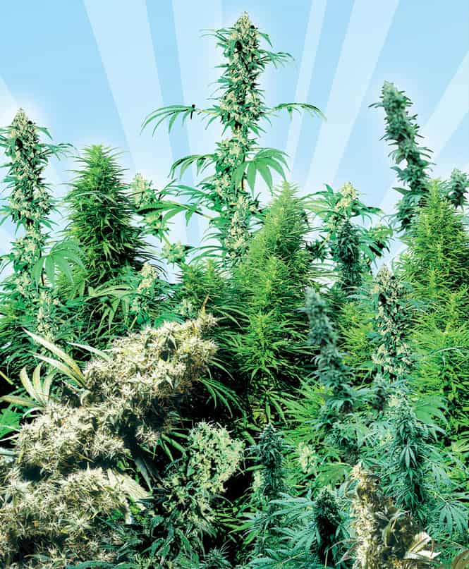 royalseedbank's tweet photo. Enjoy a variety of strains from our Outdoor Mix Strain. Outdoor Mix Feminized Seeds Price Start at 22€! - https://t.co/TEokF3J4yd
#Cannabis #Feminized #Marijuana #OutdoorMix https://t.co/GVnjEwSOks