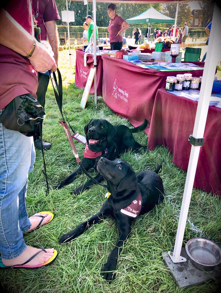 HeatherAhearn2's tweet photo. “Forget about #BlackFriday, we want #BlackLabFriday to happen! @HearingDogs” https://t.co/2mvVH6PYKK