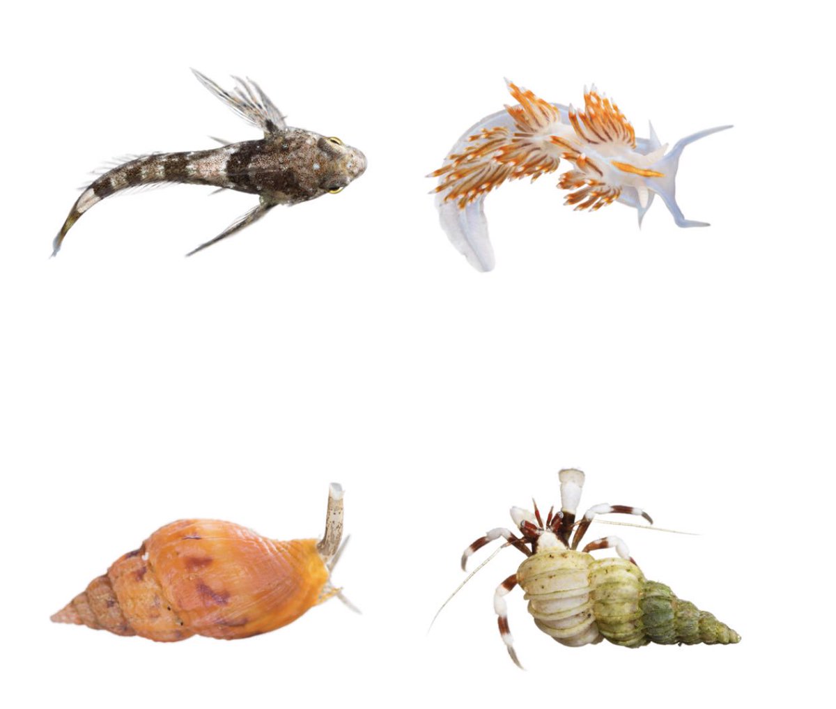 NatMoss's tweet photo. Flora and Fauna in a Diverse Tidal Zone https://t.co/Tzwh7O3eeM #tidal #marine #tidalzone #species #surfgrass #kelp #biodiversity #seaurchin #crab #nudibranch https://t.co/w2I9JKKmj2