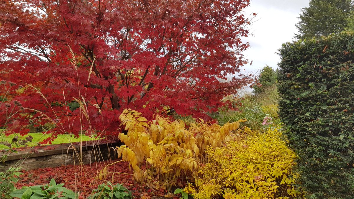 WFGA_'s tweet photo. Enjoy the remains of the Autumn colours before cutting herbaceous perennials down to the ground. 
Chop up and compost the top growth #topicaltips https://t.co/l7V0pw2wde