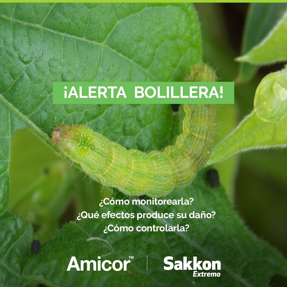 SummitAgroAr's tweet photo. ¿Querés saber todo sobre bolillera? Tenemos las respuestas a tus preguntas. Hacé click y enterate 👉 https://t.co/AQDHU2zbLo https://t.co/IcEsmEq7DE