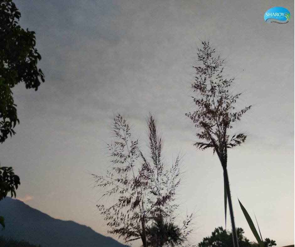 SharoyResort's tweet photo. #day #wayanad #archery #banasuradam #filmphotography #kerala #godsowncountry #naturewalk #boating #bestviewresortsinwayanad #swimmingpool #fashion #resortsinwayanad #wayanadresorts #godsplan #pedal #cricket #ayurveda #spa #naturephotography #hollywood #bollywood #India #lifestyle https://t.co/YQk8X2WY4x