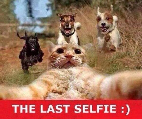 Ashampoo's tweet photo. The last #selfie ;)
#TGIF #Friday #Fun #ashampoo #wemakesoftware #ashampooisfunny #cats #funnycats #dogs https://t.co/NKi8hJYoaR