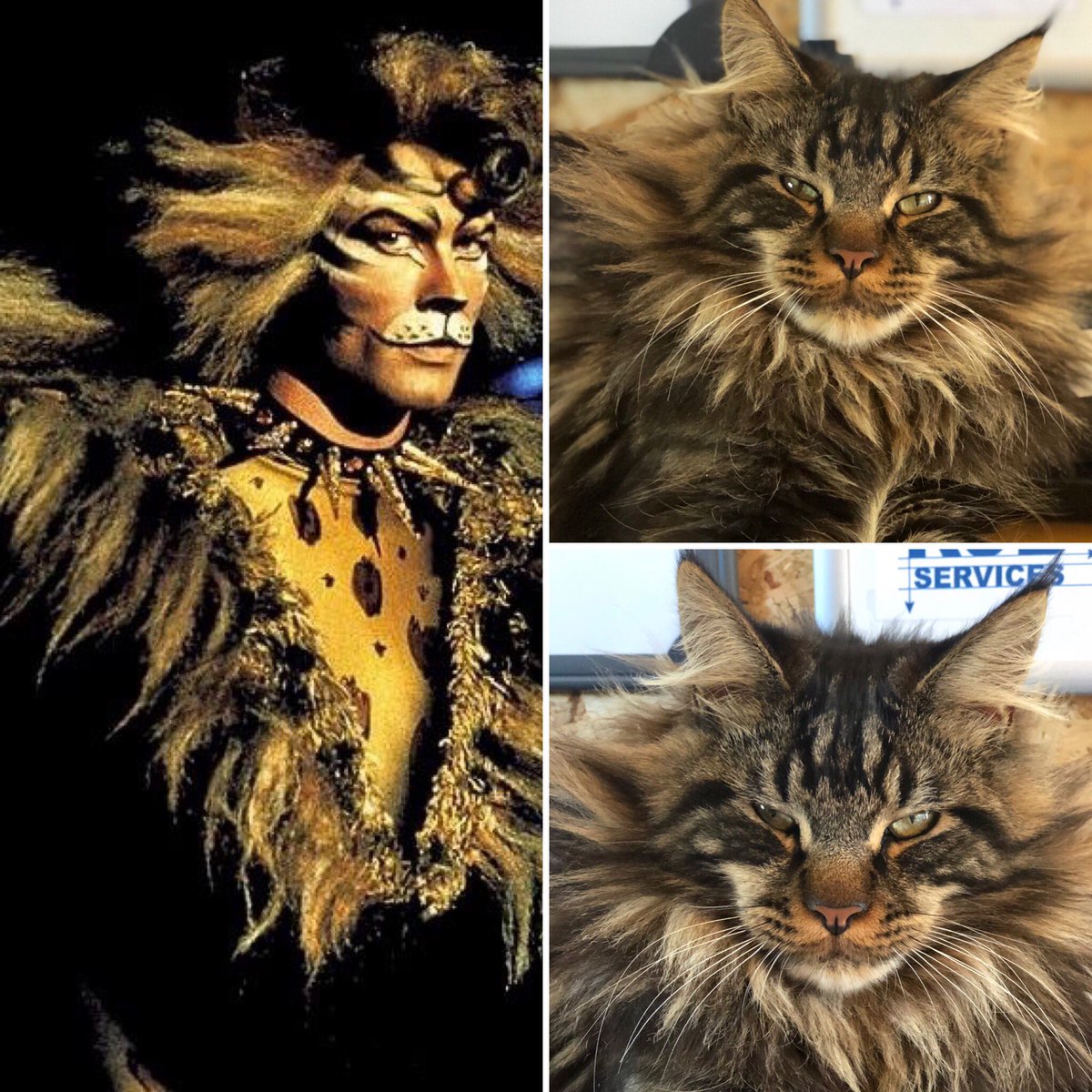 NatSSDance's tweet photo. @mustbejp my maximus is your rum rum tugger doppleganger 😍😬 https://t.co/Fe8juWAmMe