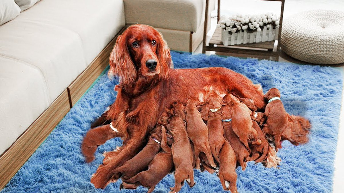 Mark_Jackson123's tweet photo. The dogs are all brilliant and Irish Setters is doing brilliant considering it's her first litter
https://t.co/6SJiQ1L8V3 https://t.co/y4BU46SLMs