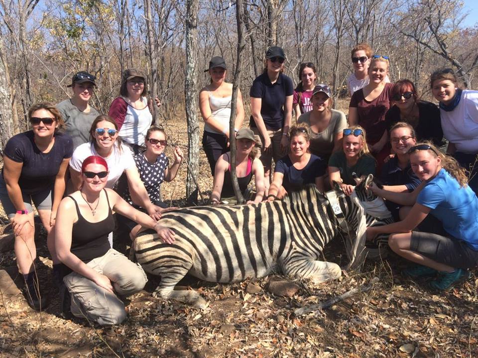 GAP__AFRICA's tweet photo. Askham Bryan College Veterinary Nursing students getting some serious hands on with this beautiful Zebra. What a wonderful opportunity! #gapafricaprojects #vnlife #studentadventures #Africa #zebra #gamereserve #vetnurse #conservation https://t.co/XNTkUyiN1i