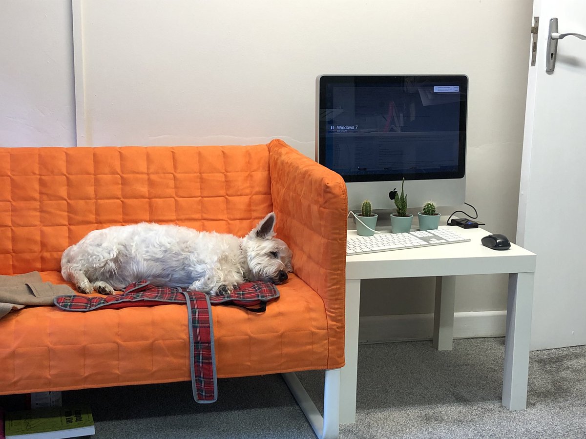 Visited me works publishers yesterday in Cheltenham <a href="/maplerockdesign/">Maple Rock Design</a> and met the lovely Karen. Was so tiring helping with the next edition <a href="/sofhtb78/">SOFHT</a> I had to have a snooze 💤 #Westie