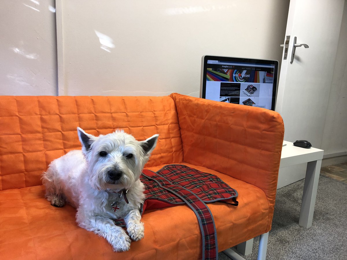 Rosco & Molly the Westies (& Bilz 🌟🌈) tweet media