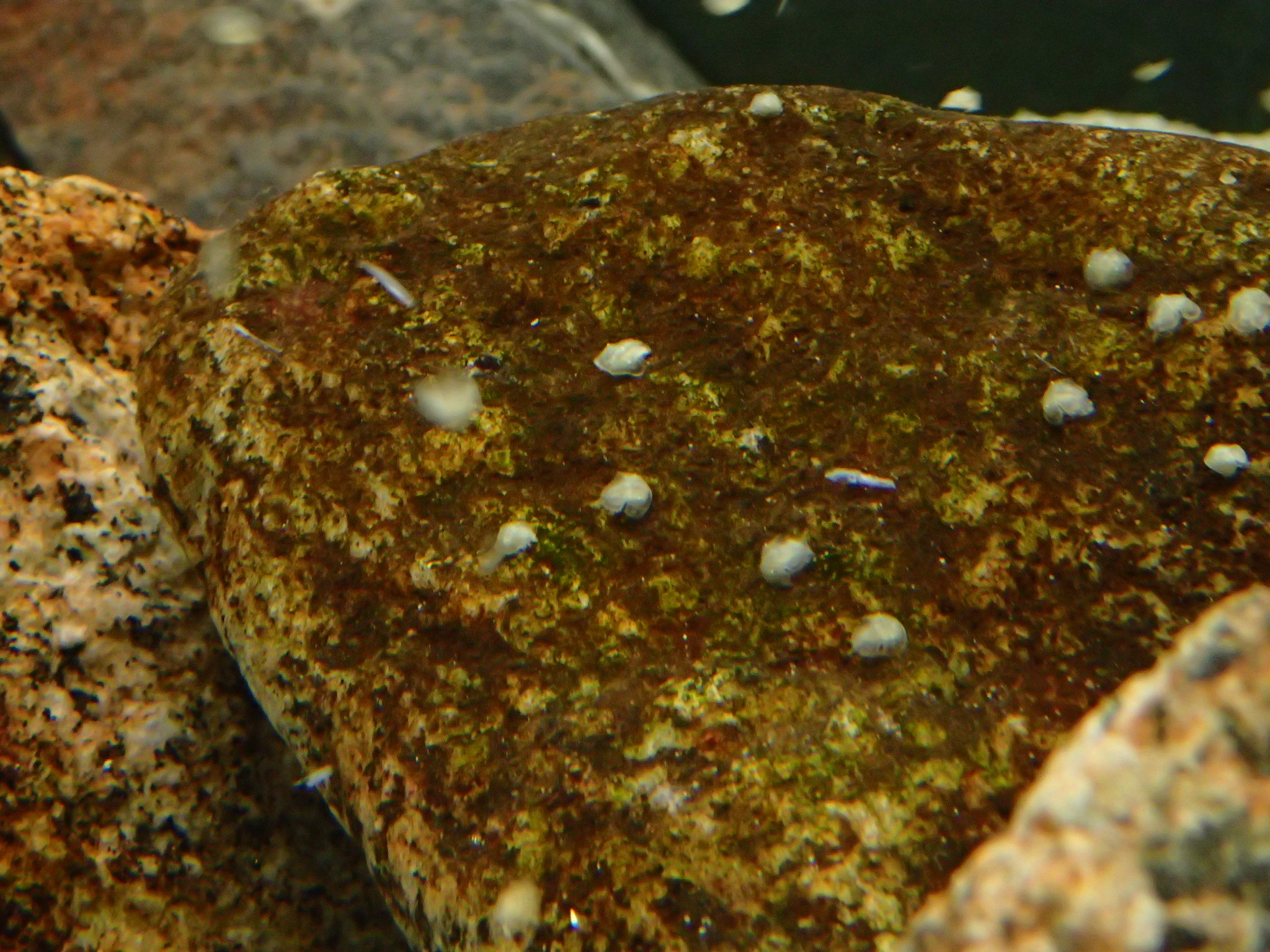 ゼログラビティ　カブトガニ？ 13926_4.jpg
