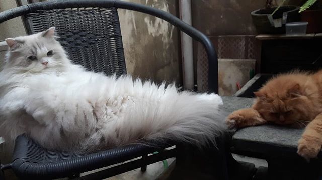 merylind's tweet photo. How’s this fluff duo for #fluffyfursday ? 😻😻
.
.
#catsofinstagram #catsoftwitter #catsofworld #cats_of_instagram #catoftheday #cutedaily #igmeow #instacats #persiancat #ragdoll #ragdollcat #calico #calicocat #gingercats #kucinglucu #kucingpersia #kuc… https://t.co/BSnvplWsg1 https://t.co/nUYFnISXms