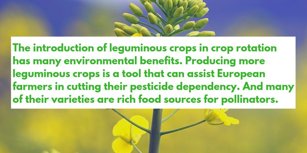 EuropePAN's tweet photo. 👍We welcome @EUAgri report on #PlantProteinsEU and call for action plan with leguminous crops being integrated in the crop rotation in the standards for good #agriculture and #environment conditions (GAEC) as part of #EU's new common agricultural policy #CAP. #FutureofCAP https://t.co/raqf0WBe2Q