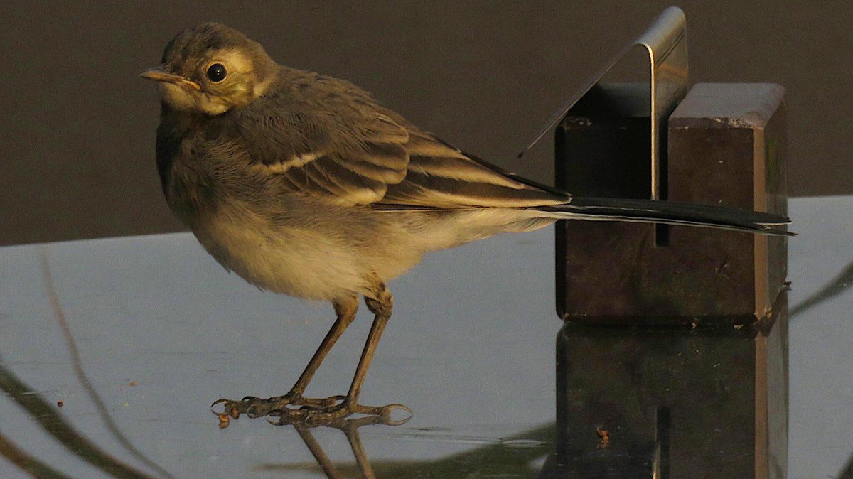 ribster13's tweet photo. #ribster13 #wildlife #wildlifephotography #bird #friendlybird #birdfriend #stillness #birdwatcher #birdwatchers_daily #birdwatchersdigest #reflectionphotography #peaceandtranquility #earthlove #tranquility #鳥 #鳥好きさんと繋がりたい #sweetness #capturethemoment #smallbird https://t.co/Im7TaPZdDU