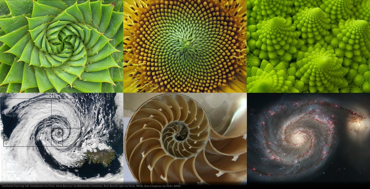 Royal Institution You Find The Number Sequence And Associated Golden Ratio Spiral Peppered Throughout Nature But The Sequence Was Perhaps First Noticed Around 0 In Relation To Patterns In Poetry