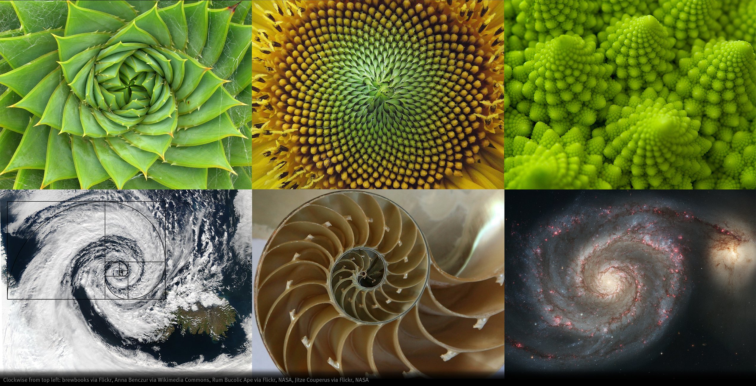 Fibonacci en la vida real