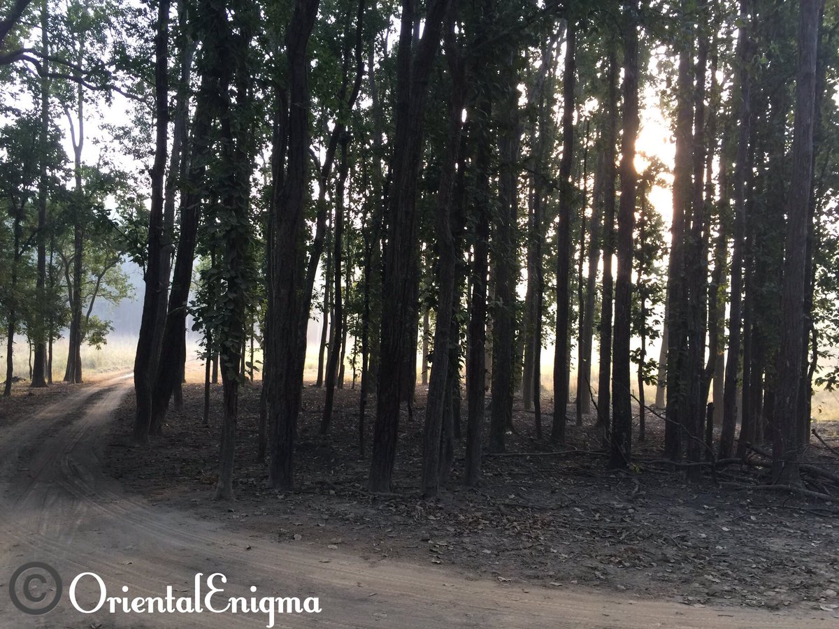 🙏🇮🇳 *Writes postcard* 
“When Rudyard Kipling wrote ‘The Jungle Book,’ it was partially based on the ancient & magical forests of Kanha. ✍🏻
And I’m quite pleased with my #PrecisionLanding here!”😂

🦚*Sends by peacock plus #FF to @PetyrBaelish 🐦
#TardisTravel 🌀
#JungleBook 🌳📖