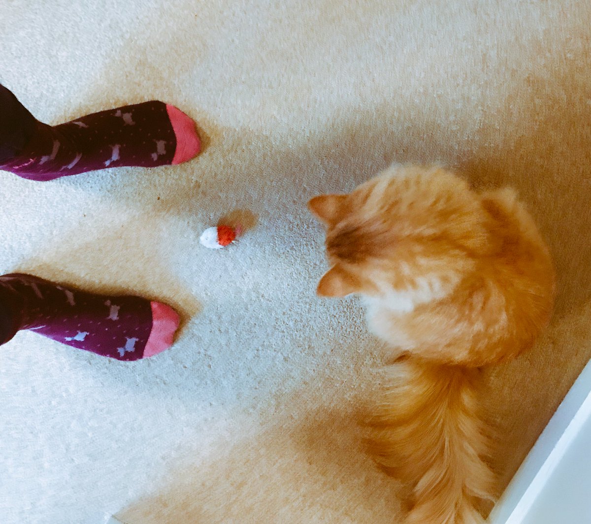 jennilanderson's tweet photo. ‘Play with me human’ #CatsOfTwitter #redmouse is my favourite https://t.co/1p2f1Ld6Np