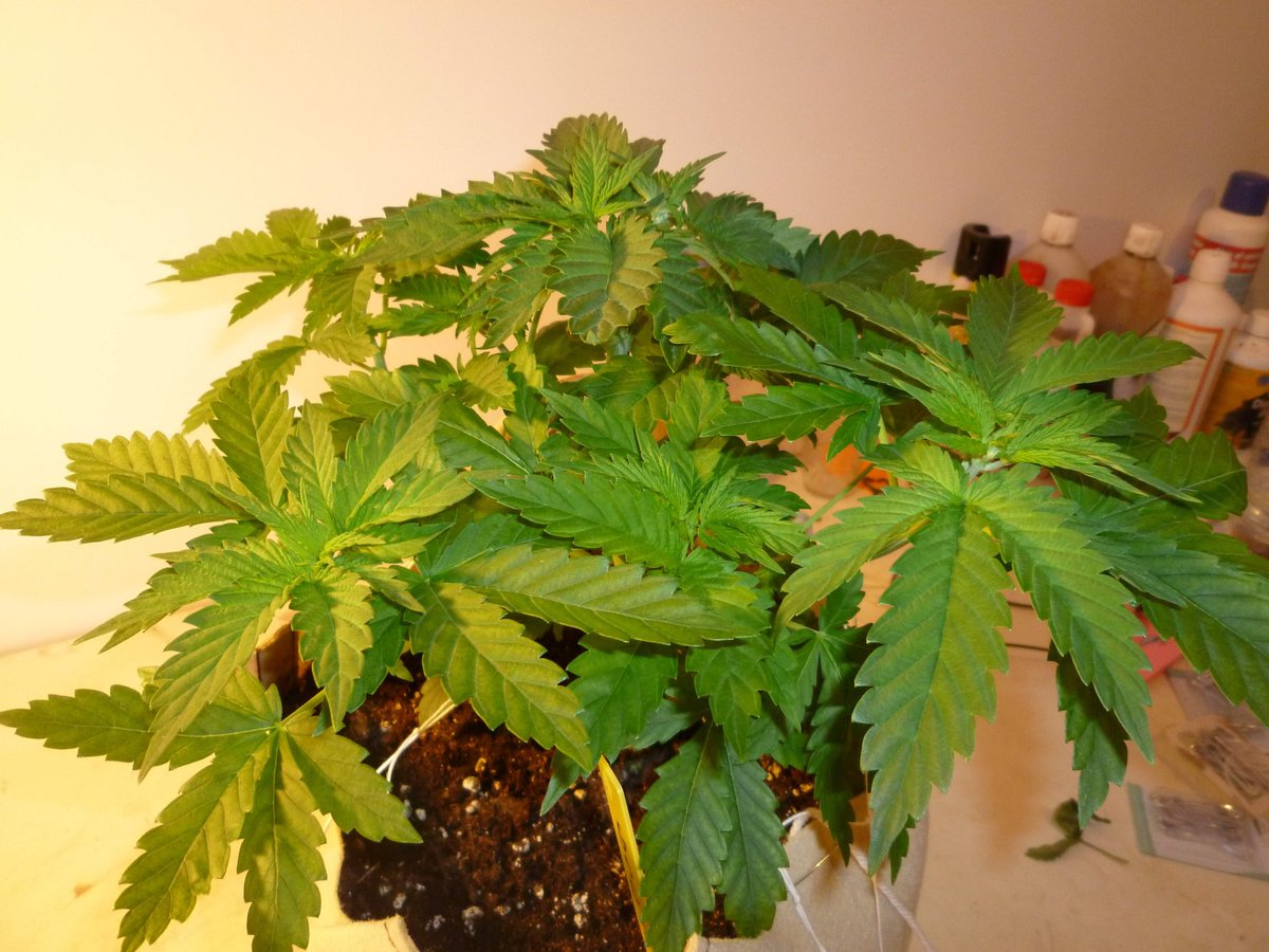 hashtag on Twitter zamnesia Twitter on zamnesia hashtag