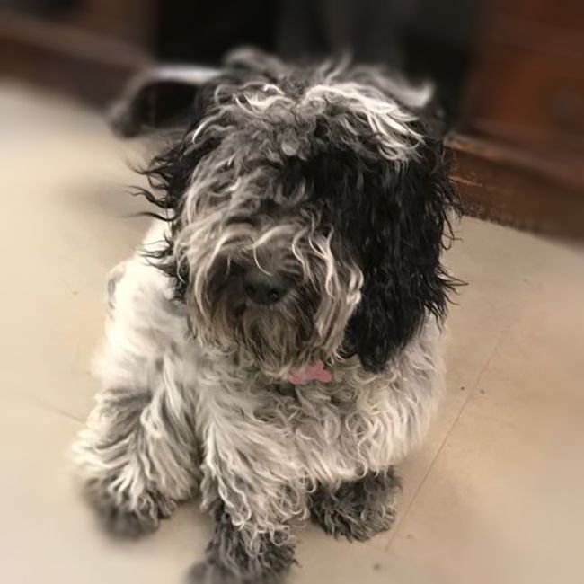 johnson_bespoke's tweet image. Edie is the trusty workshop dog. As well as being ridiculously fluffy in the winter months, she’s also a friend and companion to us all – especially when we are trying to eat our lunch!
No1 TOOL: Stick, SUPER SKILL: Mega cuddles
#staffintro #workshopdog #johnsonbespoke