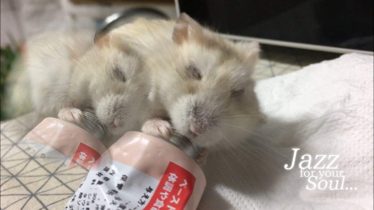 jjyujjyu_love's tweet photo. 나는 분명 쮸쮸를 외동으로 기르겠다고 생각했었는데...
hamster
for your 
Soul... https://t.co/dU1lt1PmoE