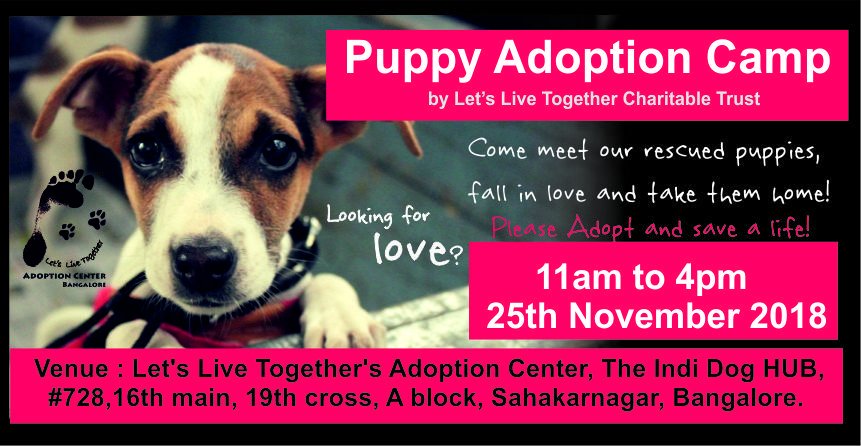 1st Puppy Adoption Camp at India’s most Innovative Puppy adoption center, ‘The Indi Dog HUB’! letslivetogether.wordpress.com/2018/11/23/1st…