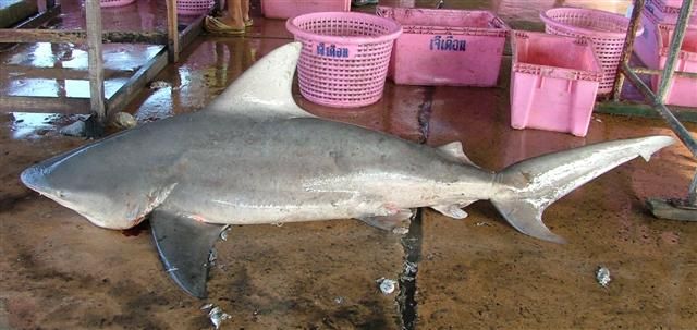 OtletResearch's tweet image. Have you heard of the pigeye shark (Carcharhinus amboinensis)? This species closely resembles the bull sharks (Carcharhinus leucas), and both species have samples available on Otlet! #SamplesForScience

Image source: buff.ly/2RZmZum (CC by 3.0)