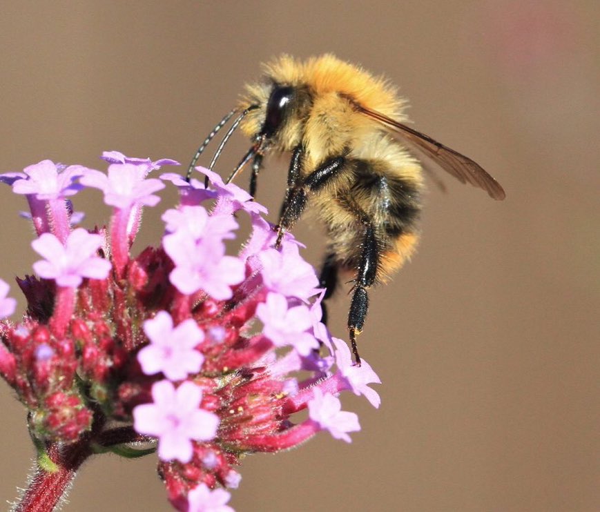 lynda_lambert's tweet photo. #photoflashbackfriday
If I stand on tip toes I might get more pollen.
Taken earlier this year https://t.co/DDRklJfjVj