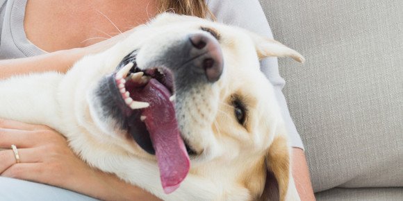 petsability's tweet image. Five Life-Lengthening Health Tips for Your Pet
1. FEED A HIGH QUALITY DIET
2. KEEP YOUR PET LEAN.
3. TAKE YOUR PET TO THE VETERINARIAN REGULARLY.
4. KEEP YOUR PET’S MOUTH CLEAN.
5. DO NOT ALLOW YOUR PET TO ROAM UNSUPERVISED
petsability.com 
#pet #pets #petcare