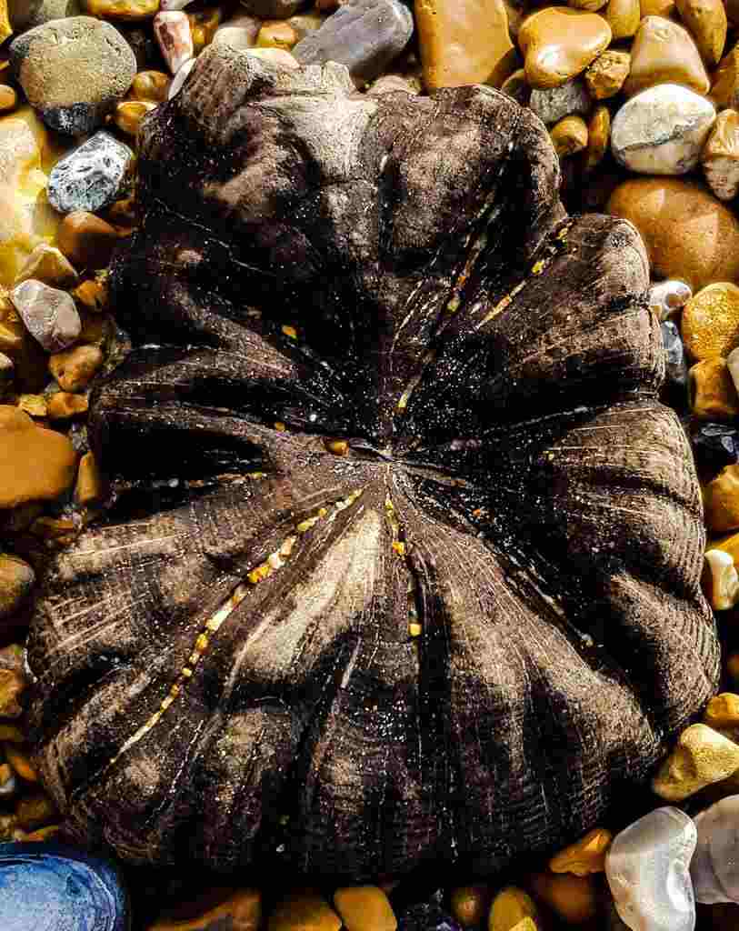 clifffart's tweet photo. The second in my series of blogs about the process I use to produce the images and videos of the groyne post tops.
https://t.co/jdRfBZ08xv
#Waveworn #Environment #BMChat #Bexhill #Photography https://t.co/WTlLsnzGxQ