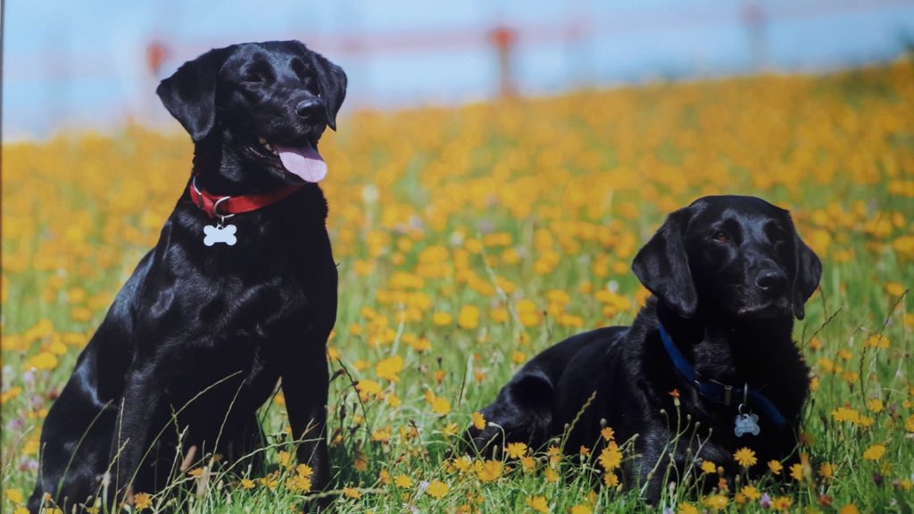 LauraMatthews16's tweet photo. Indie and Cynth are all ready for #BlackLabFriday @HearingDogs !! 🐶🐾❤️ https://t.co/FRKSxk676p
