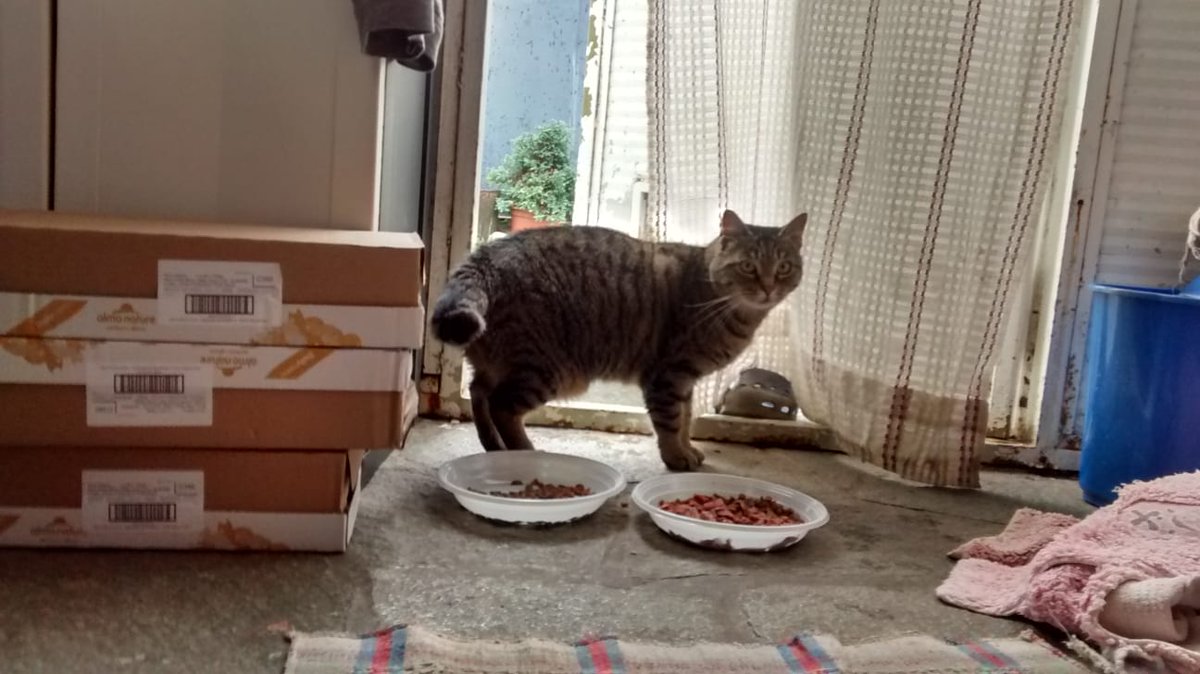 Baffi Randagi tweet media