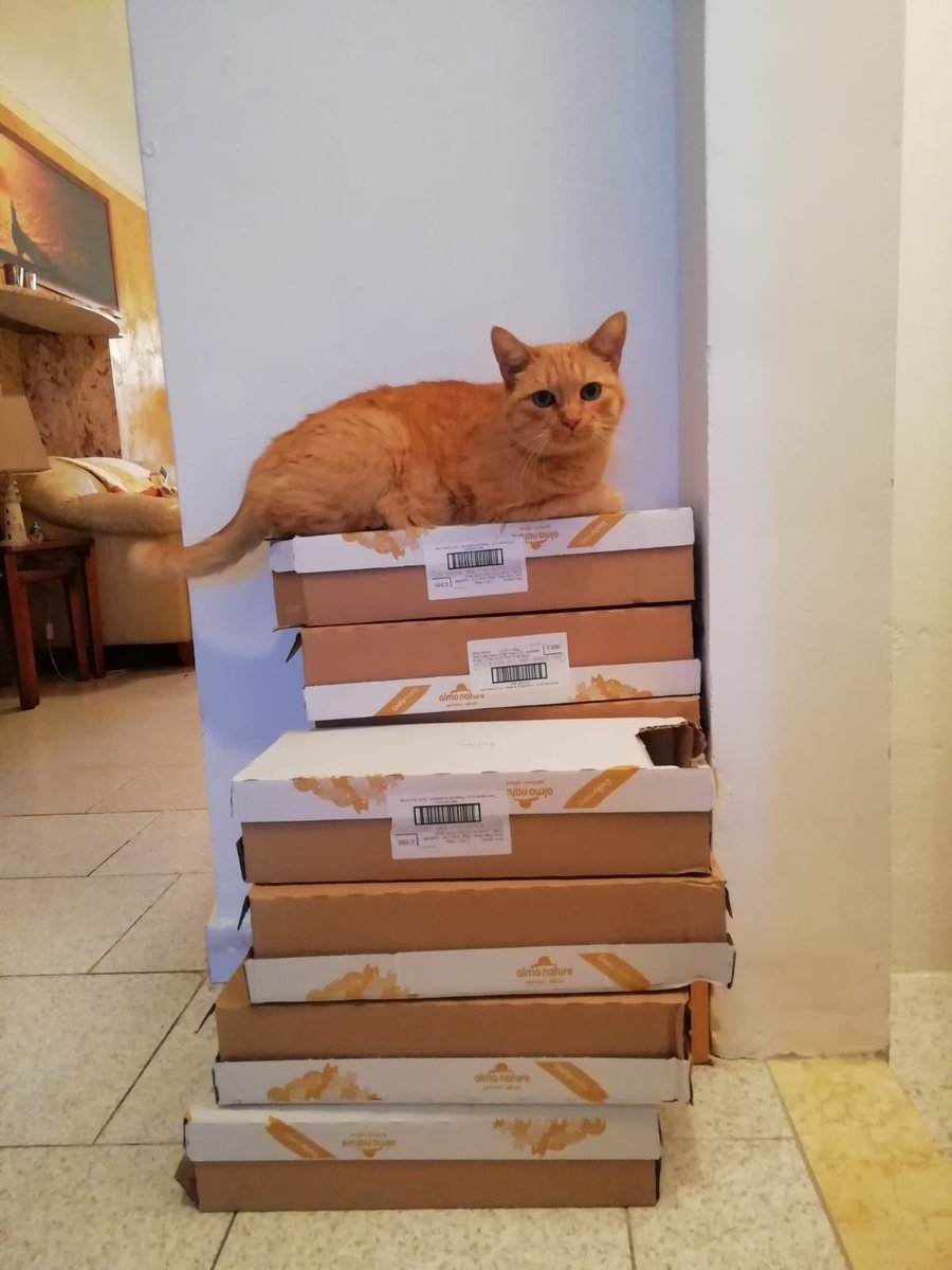 Baffi Randagi tweet media