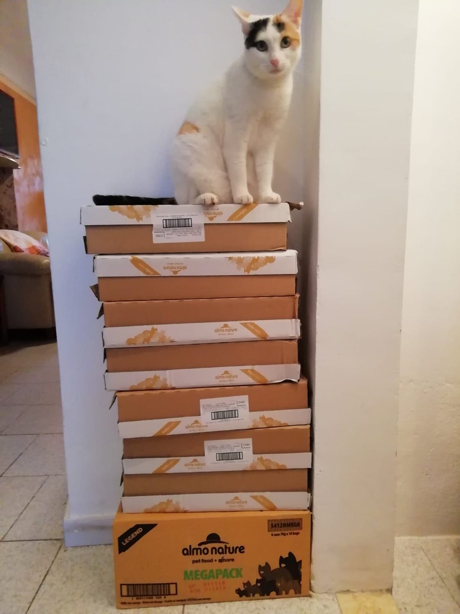 "I randagi della signora Lina di Pianezza" Tutti salvati dalla strada, sterilizzati e in buona salute. Grazie ad <a href="/AlmoNatureIT/">Almo Nature Italia</a> riusciamo a sfamarli costantemente! Grazie di cuore! #companionanimalforlife #lovefood #randagidiprofessione #randagisani #sterilizzare #baffirandagi