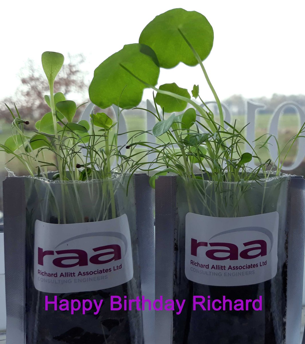RAA_LTD's tweet photo. It's our 1000th tweet! We are marking the special occasion by celebrating the growth of RAA (northern office opening soon) and also wishing the boss a very happy birthday for tomorrow. #GrowWithRAA #FromSmallSeeds #DontStopBeleafing https://t.co/luFWBvG0c3