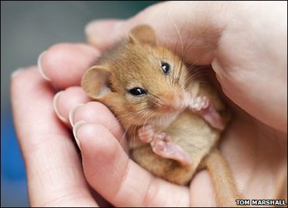 RedSquirrelsinW's tweet photo. In England &amp; Wales, the 1967 Forestry Act, ignores the presence of red squirrel, dormice or other endangered species in a forest. Licences to clear fell can not be refused because of the impact on populations. Wildlife needs better protection.

@guardian 
https://t.co/yhNIXR5dQN https://t.co/whMqVbGVfX
