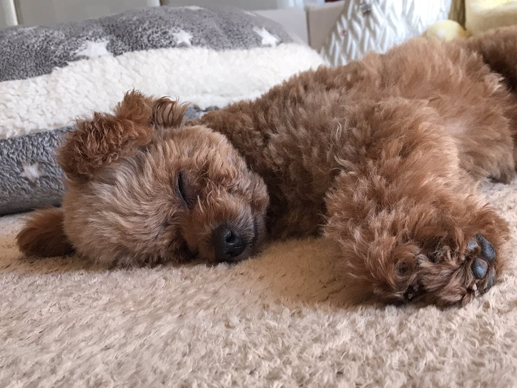 ここあ On Twitter みなさん おやすみなさい トイプードル 犬 ここあ On Twitter みなさん おやすみなさい トイプードル 犬