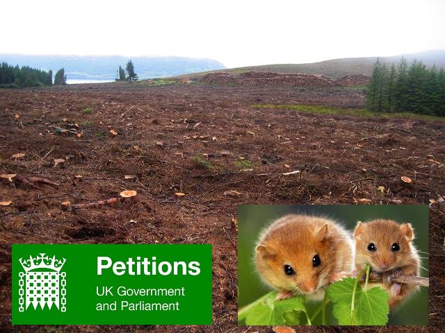 RedSquirrelsinW's tweet photo. In England &amp; Wales, the 1967 Forestry Act, ignores the presence of red squirrel, dormice or other endangered species in a forest. Licences to clear fell can not be refused because of the impact on populations. Wildlife needs better protection.

@guardian 
https://t.co/yhNIXR5dQN https://t.co/whMqVbGVfX