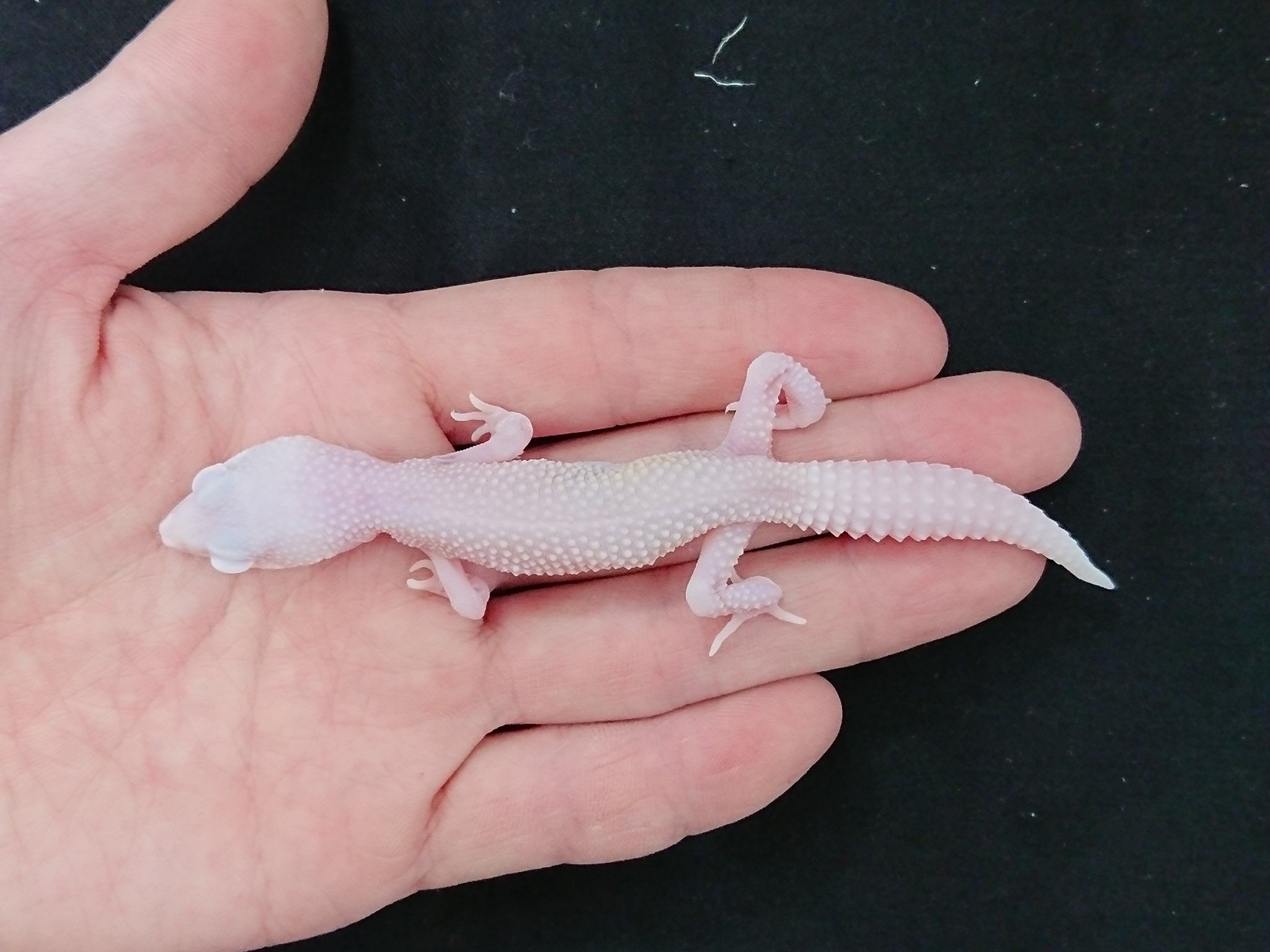 かねだい 海老名店 レオパ ニシアフの特価情報をブログにて掲載しました 是非ご覧下さい T Co U31pg8tksp