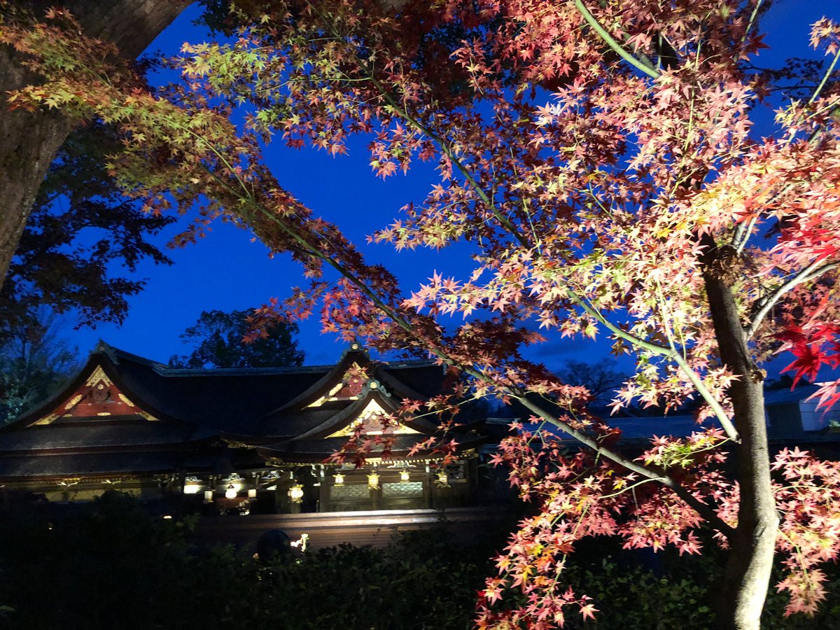koko489_Z's tweet photo. 紅葉めっちゃ綺麗だった🍁⛩
 #北野天満宮
#ライトアップ 
                                in 京都 https://t.co/Dvunz524AT