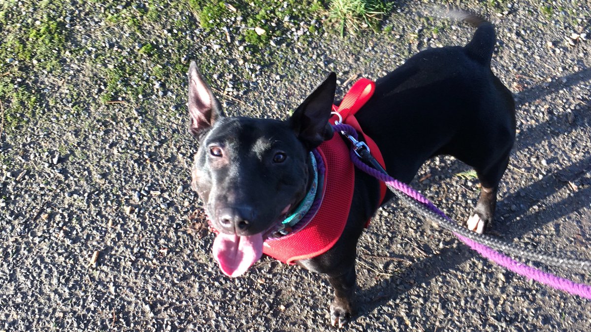 For #BlackFriday2018, we thought what better time to show you our gorgeous black dogs and cats at Danaher! 😎 To start us off...
🐺 Introducing: Skylar! 🐺 our EBT X, (2 y/o, Female♀️). Energy? Cheekiness? The biggest grin of all time? Skylar‘s got you covered this #Friyay