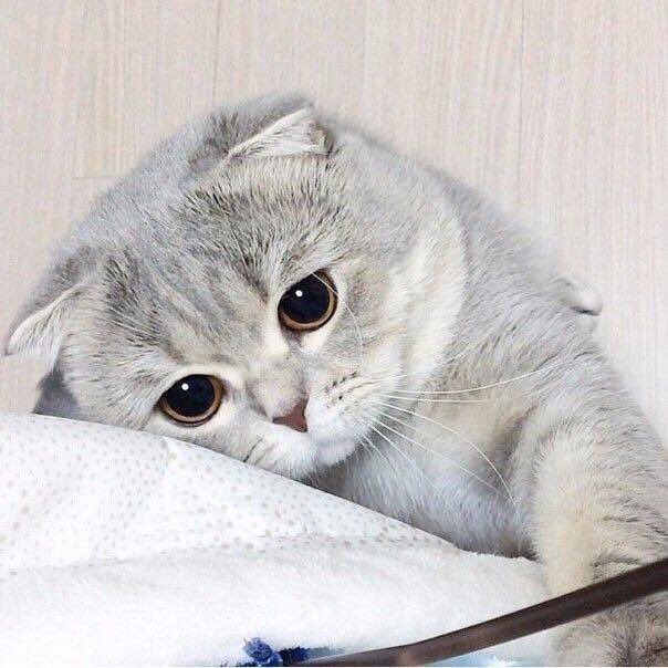 urbxysw199x's tweet photo. อยากกินเบอร์เกอร์ที่ไม่มีผัก https://t.co/AM3iZi0Za5