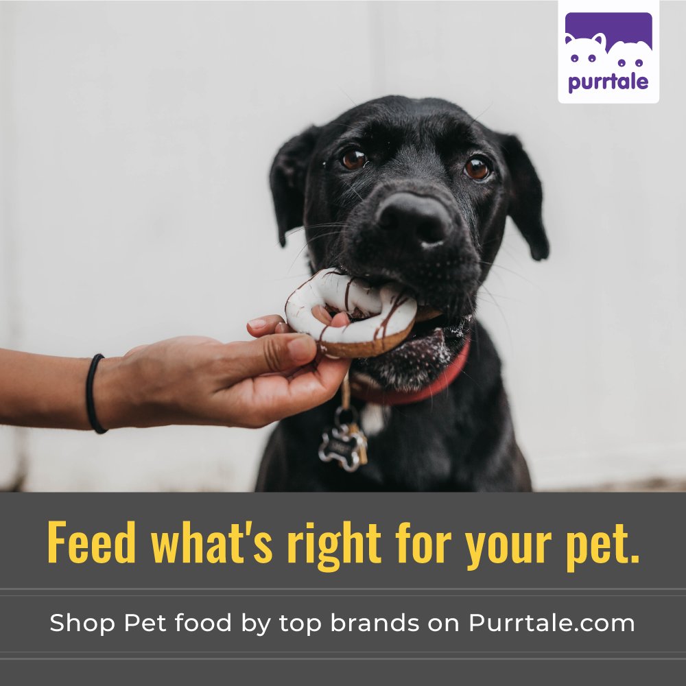 purrtale's tweet photo. Shop top brands of Dog Food at Purrtale today!
Buy for less at https://t.co/yYmZkahhEh 
#Purrtale #PetStore #PetShop #PetFood #PetParenting #DogFood #PetStuff #BuyOnline #ShopOnline #BuyforLess #SalePrice #TopBrands #OneStopShop #Pedigree https://t.co/tZjjtnweLJ