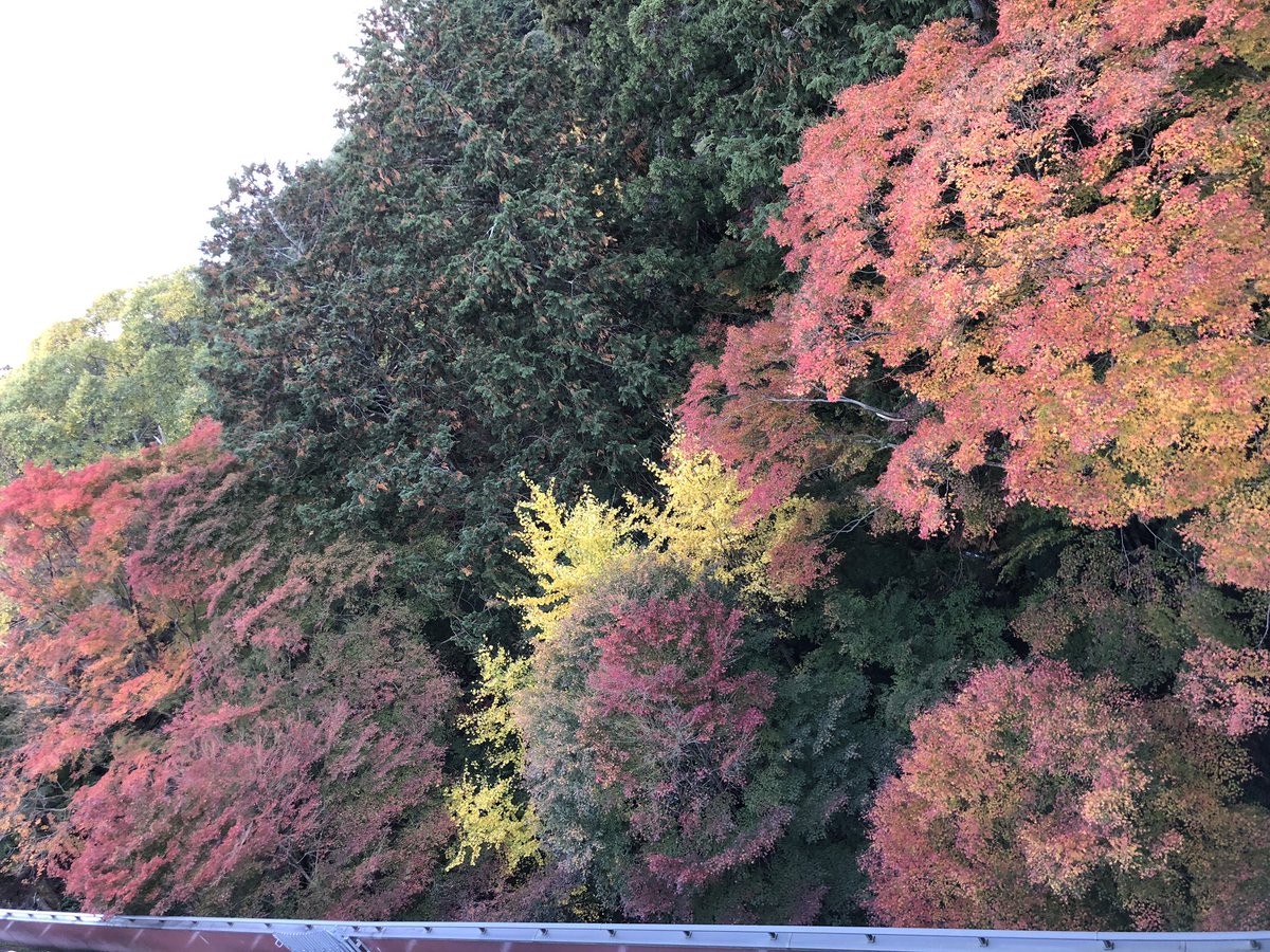 yohei_desu's tweet photo. #京都
#紅葉
#第2弾
#もみじ
#モミジ
#善峯寺
#日本一の松
ここは紅葉が綺麗やった✨ https://t.co/dWPhD8tXxZ