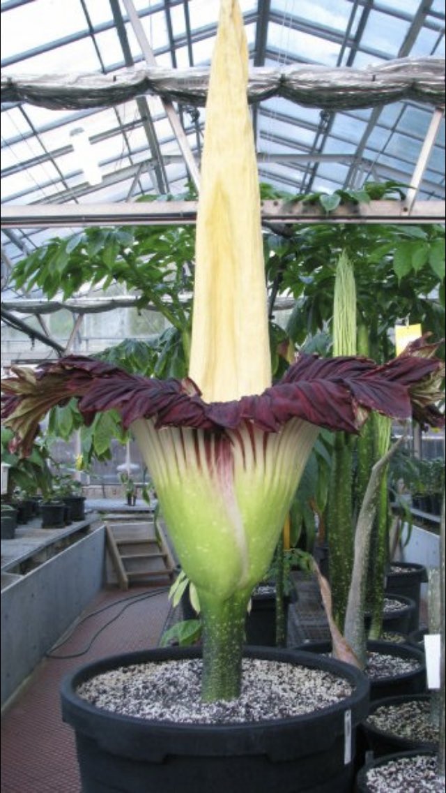 AdamTietz1's tweet photo. Flashback Friday! Some close encounters of the beautiful but smelly Amorphophallus : #Amorphophallus opertus, Amorphophallus henryl, Amorphophallus titanum, Amorphophallus paeoniforlius. #Araceaea #Aroideae #Arum #flower #smelly #horticulture #work @RBGSydney https://t.co/pUqLSmyKQX