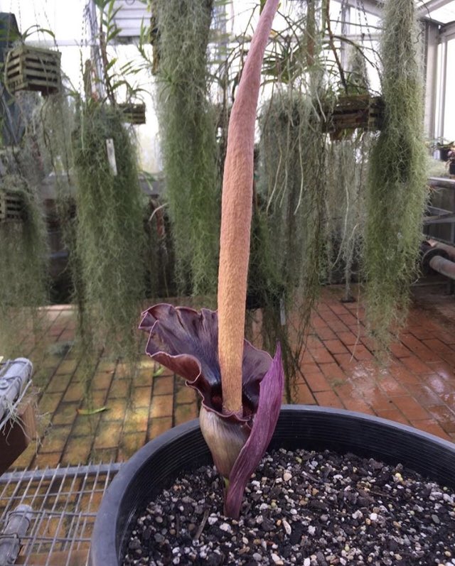 AdamTietz1's tweet photo. Flashback Friday! Some close encounters of the beautiful but smelly Amorphophallus : #Amorphophallus opertus, Amorphophallus henryl, Amorphophallus titanum, Amorphophallus paeoniforlius. #Araceaea #Aroideae #Arum #flower #smelly #horticulture #work @RBGSydney https://t.co/pUqLSmyKQX