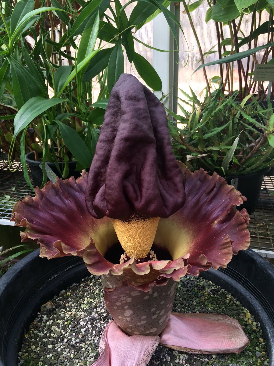 AdamTietz1's tweet photo. Flashback Friday! Some close encounters of the beautiful but smelly Amorphophallus : #Amorphophallus opertus, Amorphophallus henryl, Amorphophallus titanum, Amorphophallus paeoniforlius. #Araceaea #Aroideae #Arum #flower #smelly #horticulture #work @RBGSydney https://t.co/pUqLSmyKQX